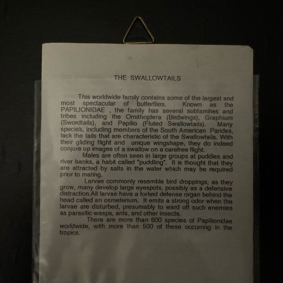 Real Butterfly in frame - Picture 5 of 5